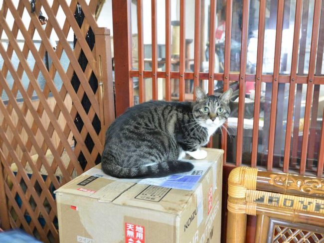 在弘前市簽署旨在零殺死貓的活動旨在使居民和政府參與