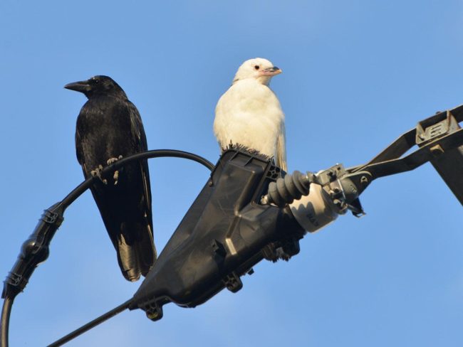 青森和霞關的兩隻白烏鴉，看到一隻鳥的信息