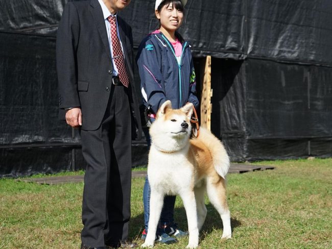 हिरोसाकी पार्क में अकिता इनु ने एक व्यापार यात्रा पर डेब्यू किया जो सिग्लिंग कुत्ते ने ज़गिटोवा को प्रस्तुत किया