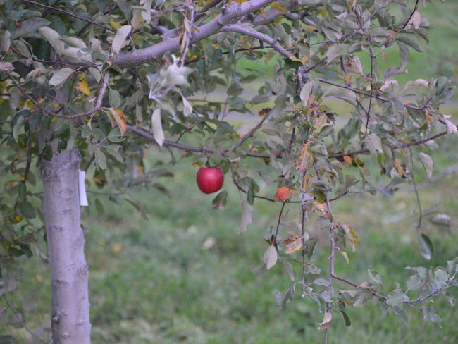 "Kimori" en el campo de manzanas en Hirosaki Gracias por la cosecha y oramos por una buena cosecha el próximo año
