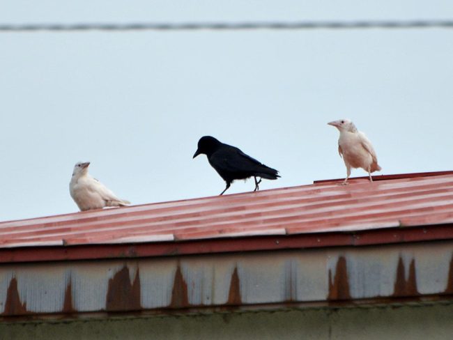 Le PV n ° 1 annuel d'Hirotsune est "deux corbeaux blancs" Gorgeous Lawson, Blue Impulse, etc.