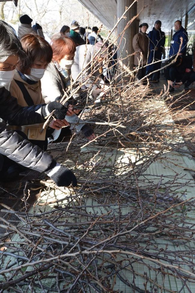 Distribución de ramas podadas de cerezos en flor en el parque Hirosaki Los ciudadanos se reúnen a "principios de la primavera"