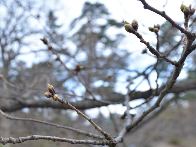 ดอกซากุระในสวนฮิโรซากิคาดการณ์ว่าจะออกดอกครั้งที่ 4 ช้ากว่าครั้งที่แล้ว 2 วัน