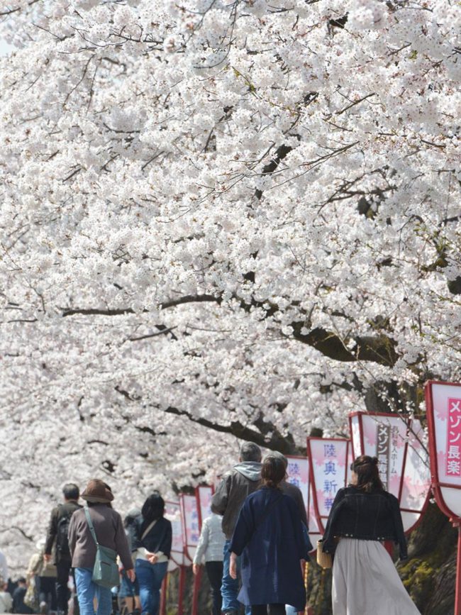As flores de cerejeira no Hirosaki Park florescem por 7 minutos, e algumas vozes surpresas disseram: "Ainda não está em plena floração."