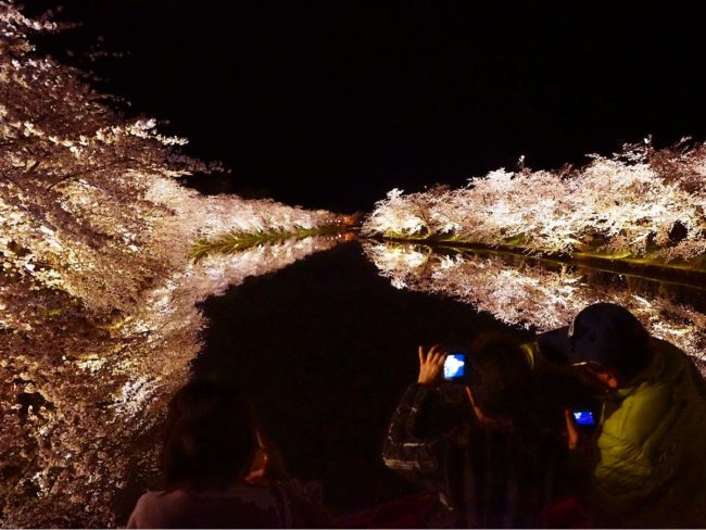 弘前公园的吉野樱花盛开，水面反射的照明盛开