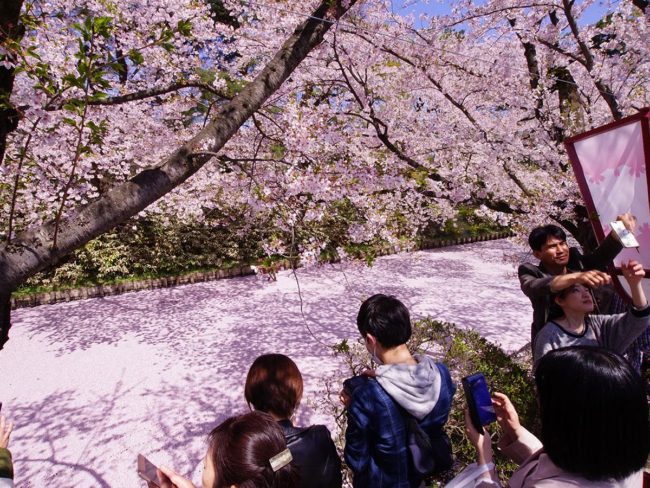 "Radeau de fleurs" à terminer dans le parc d'Hirosaki. Canards et blizzards de fleurs nageant sur la surface rose de l'eau
