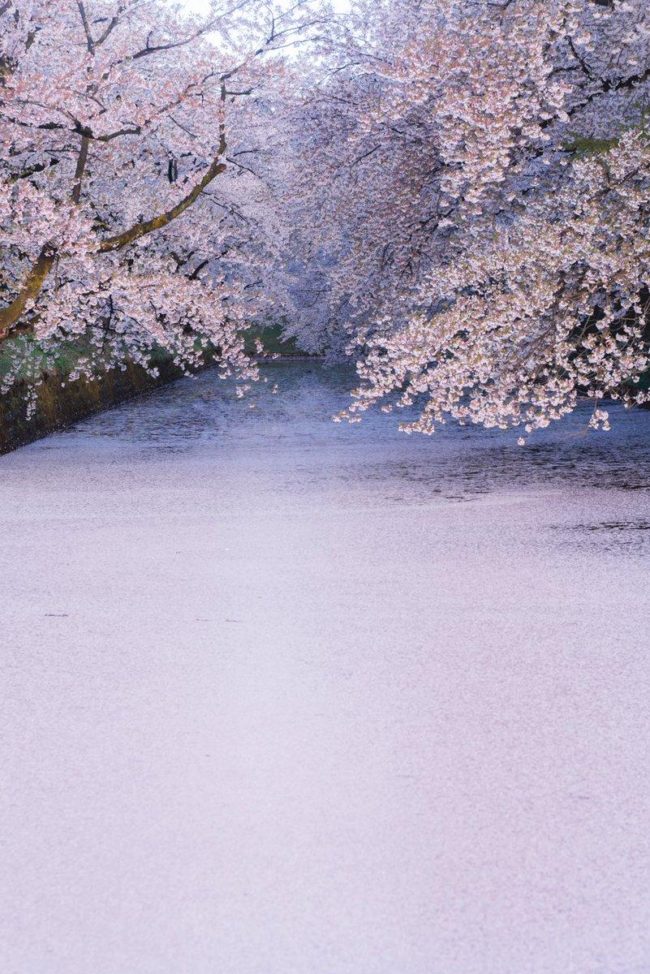 弘前公园的樱花今年也曾在网上谈论过。