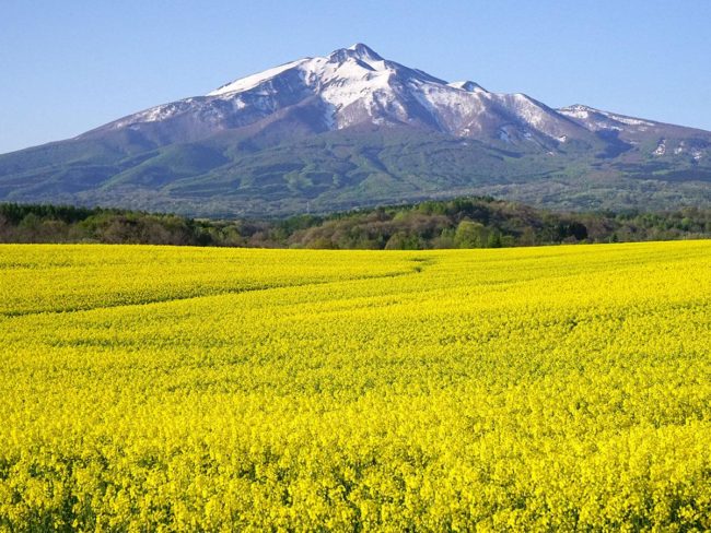 Цугару Фудзи и поле рапса в полном расцвете «Желтый ковер» привлекает посетителей из-за пределов префектуры.