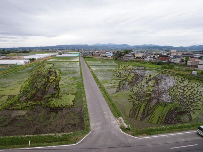 Два произведения искусства из рисовых полей в Аомори / Инакадатэ открыты для публики