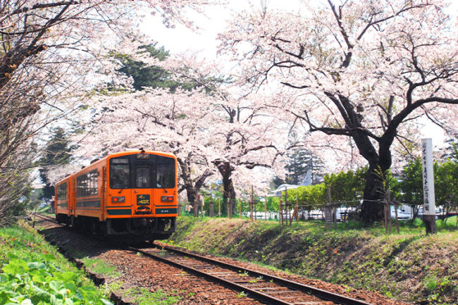 A park with 100 cherry blossom spots! Can you see the train passing through the cherry blossom tunnel?