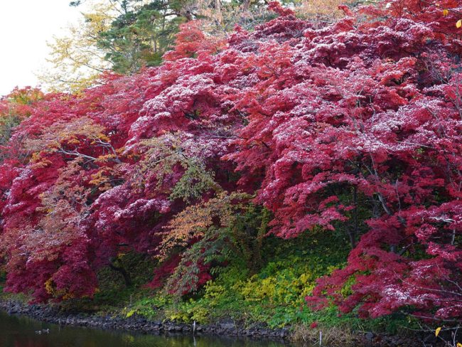Tuyết rơi trên những chiếc lá mùa thu ở Công viên Hirosaki Những chiếc lá cuối thu và mùa lạnh nhất