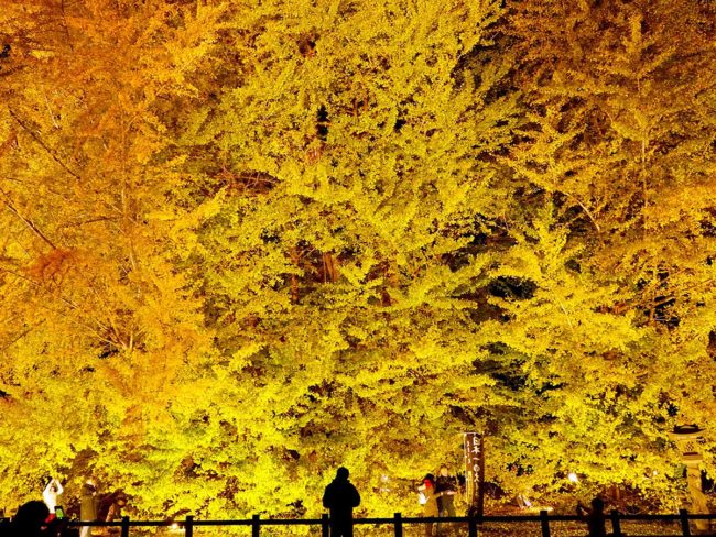 Аомори / Фукаура Гинкго "Big Yellow" Освещенный в полном цвету.