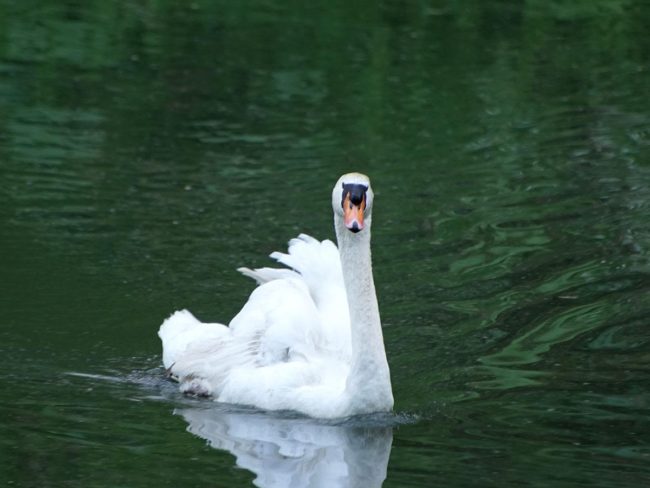 Ang huling swan sa Hirosaki Park ay namatay Isang ibong minamahal ng mga mamamayan sa loob ng 40 taon