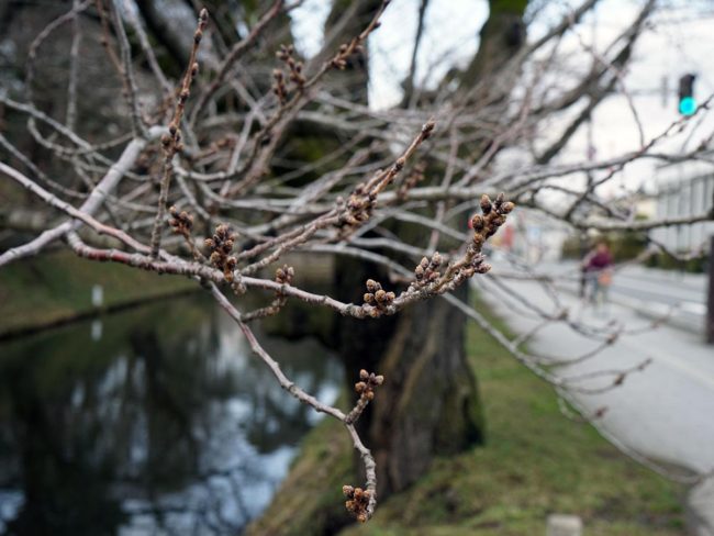 히로사키 공원의 벚꽃 개화 예보 관측 사상 태국 속도
