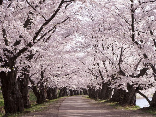 히로사키 공원의 벚꽃, 폐쇄 중에 만개 "내년 만나보세요"