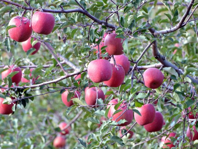 "Kuliah yang membuat anda ingin makan epal" di Hirosaki Tahun ini dalam talian