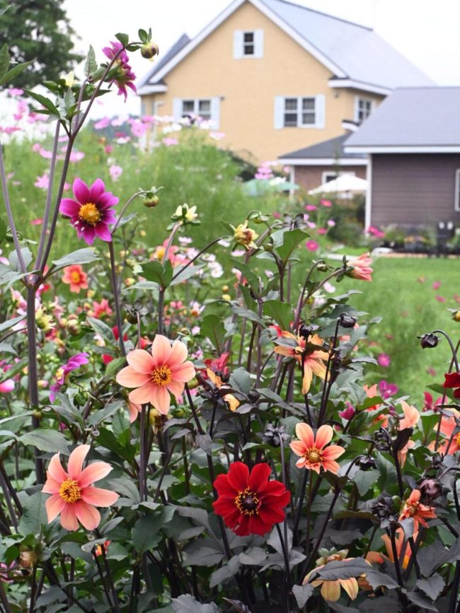 Jardim aberto de Aomori / Hirakawa "Jardim" Cosmos e dália estão em plena floração
