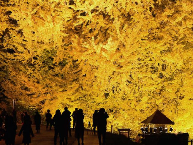 Grande ginkgo "Big Yellow" iluminado até 31 metros em plena floração em Aomori e Fukaura