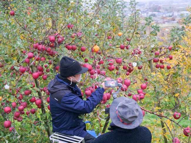 Online tourism planning in Aomori / Hirakawa National scenic spot guide and apple harvesting experience