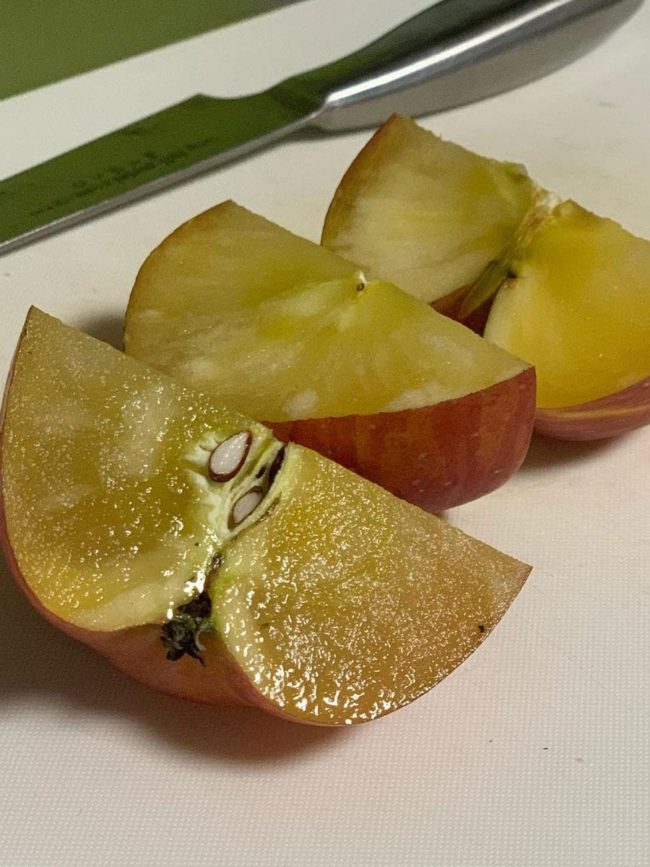 " แอปเปิ้ลน้ำผึ้ง 100% " โพสต์ทีละคนในหมู่ชาวไร่แอปเปิ้ลในอาโอโมริ " ทำไม " เสียง