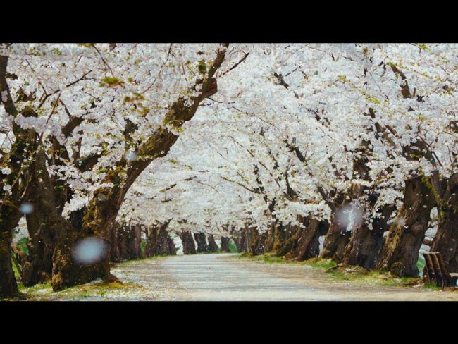 히로사키 공원의 올해의 벚꽃 동영상, 고향 대상 폐쇄중인 원내을 촬영