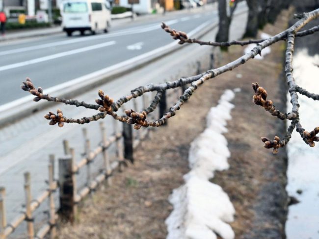Cerejeiras em flor no Parque de Hirosaki, previsão de floração 6 dias antes do normal devido ao calor da primavera