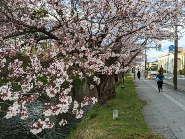 The cherry blossoms in Hirosaki Park bloom, the second earliest in the record