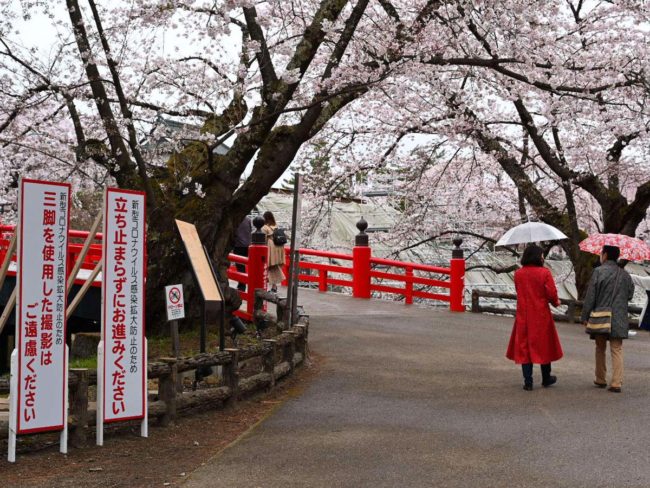 O Hirosaki Cherry Blossom Festival abre com um quase sistema para combinar com as primeiras flores de cerejeira