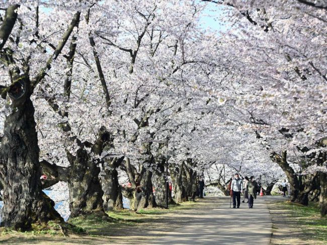 ต้นซากุระ Somei Yoshino ในสวนฮิโรซากิกำลังบานสะพรั่งก่อนเปิดเทศกาลซากุระ