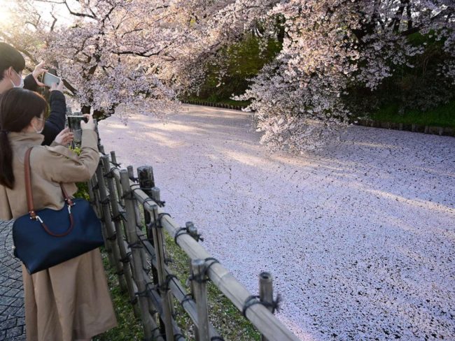 Tempestade de neve em flor de cerejeira Somei Yoshino no Parque de Hirosaki. Jangada de flores no fosso externo