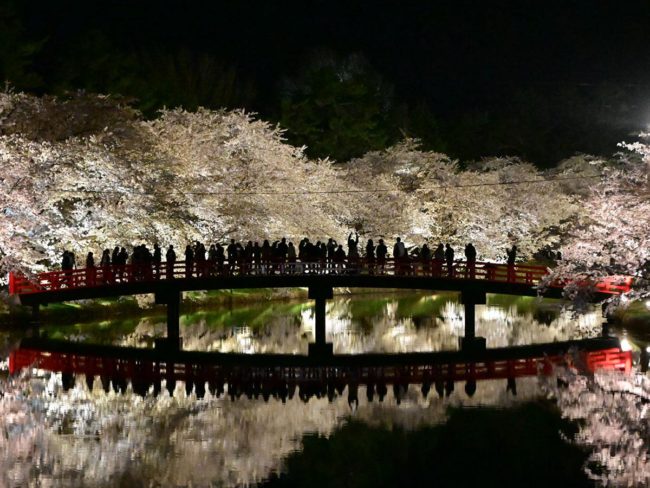Những bông hoa anh đào được chiếu sáng tại Công viên Hirosaki "Sự phản chiếu" phản chiếu trên mặt nước