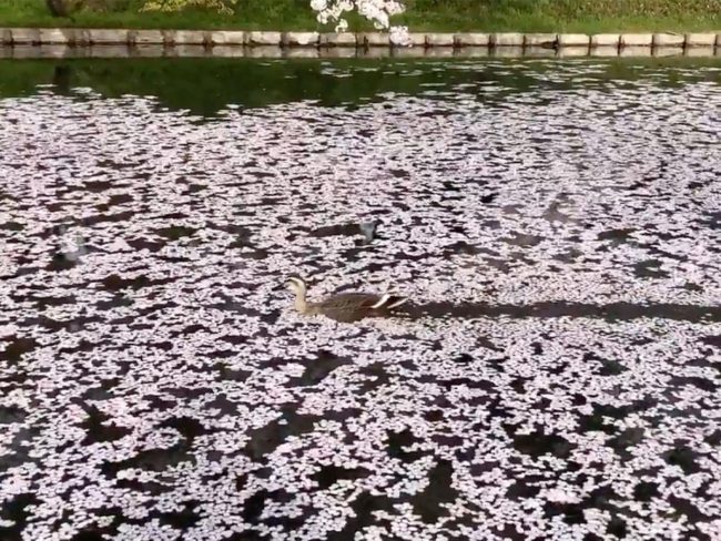 हिरोसाकी पार्क में एक फूल की चट्टान में एक बतख के तैरने का एक वीडियो 4 मिलियन बार खेला गया है