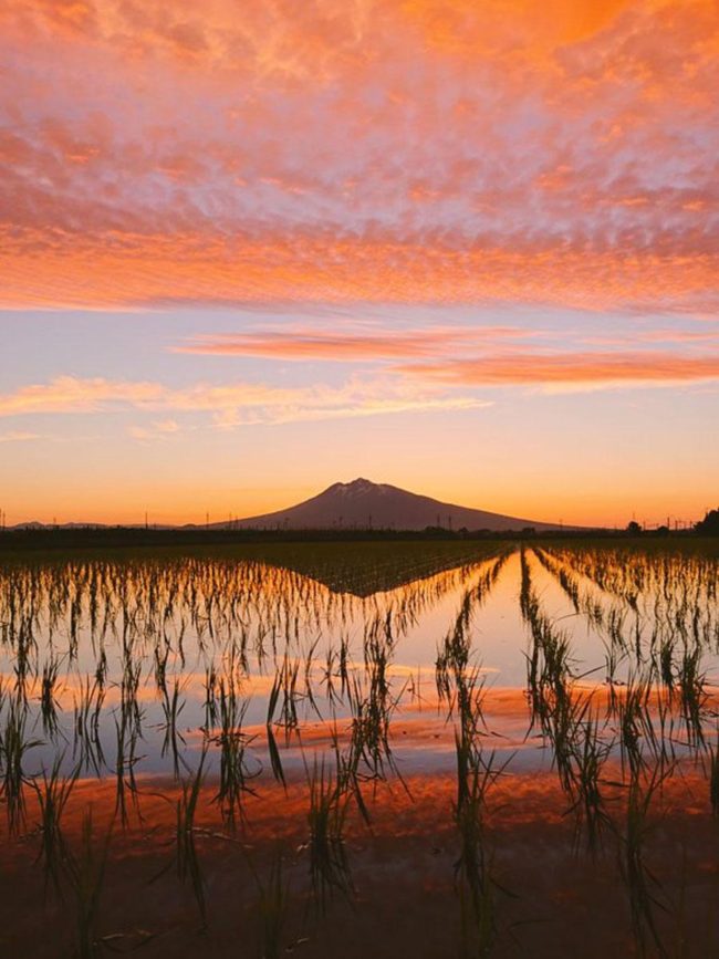 आओमोरी त्सुगारू फ़ूजी में चावल के खेतों में उल्टा सूर्यास्त एक के बाद एक एसएनएस पर पोस्ट किया गया