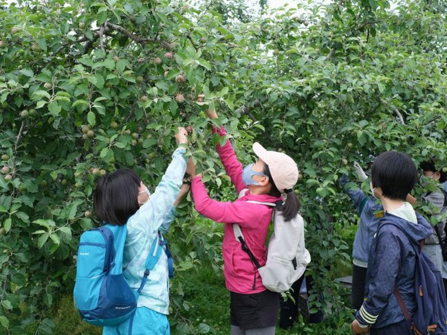 在弘前为孩子们体验“苹果果实”也是父母学习的地方