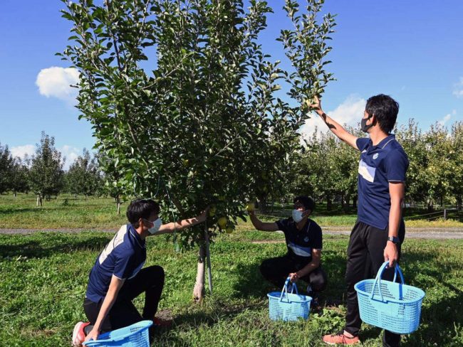 Clube de futebol de Hirosaki experimenta colheita de maçã Como cortar maçãs