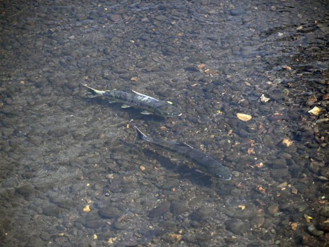 Multiple sightings of salmon running up the Tsuchibuchi River in Hirosaki