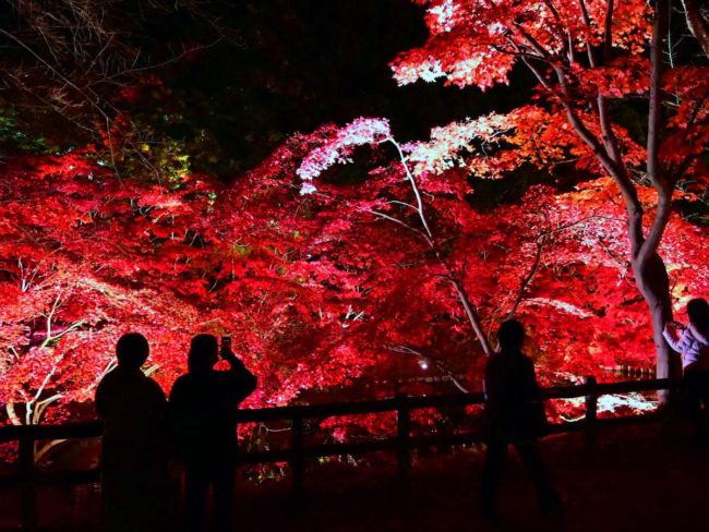 Продолжаем освещать осенние листья в парке Хиросаки Для деревьев гинкго высотой 35 метров