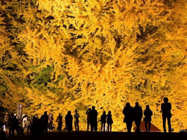 Большое гинкго Аомори / Фукауры "Big Yellow" засветилось в полном цвету.