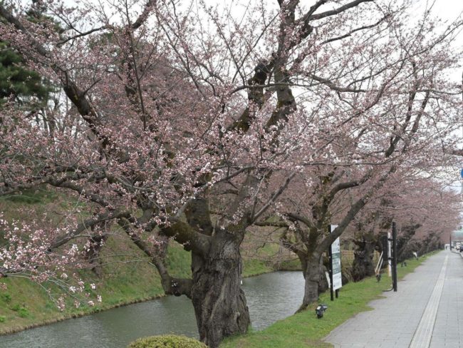 受夏季影響，弘前公園的櫻花提前5天開花