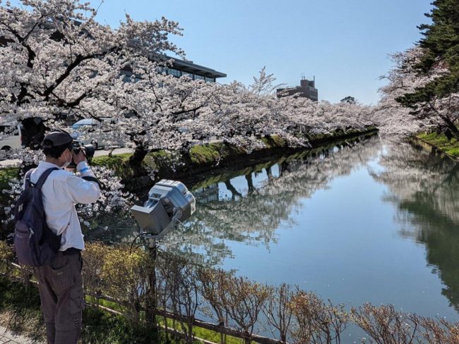 弘前公園外護城河中盛開的染井吉野櫻花 映在水面上的櫻花也盛開