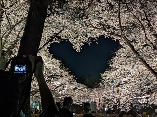 弘前公園，園內櫻花盛開“心之櫻花”盛開