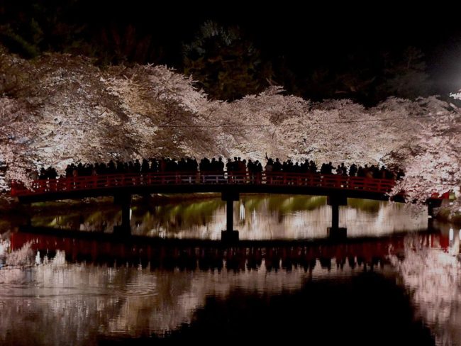 日夜欣賞弘前公園盛開的櫻花“點亮是另一個世界”