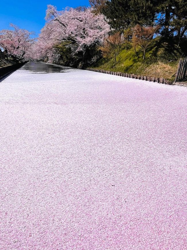 弘前公園的“粉紅地毯”成為熱門話題，花筏盛開。
