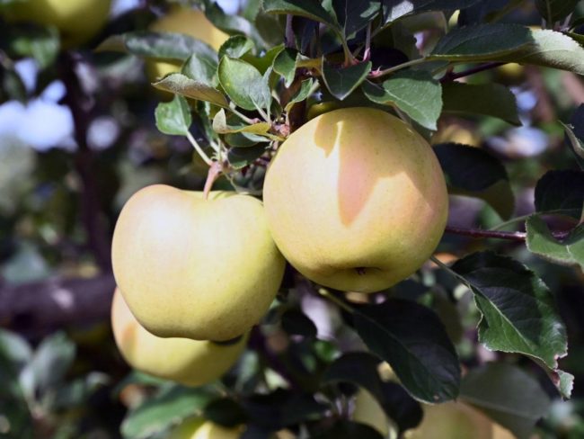 青森呼籲適當收穫黃苹果'Toki'以防止市場價值下降
