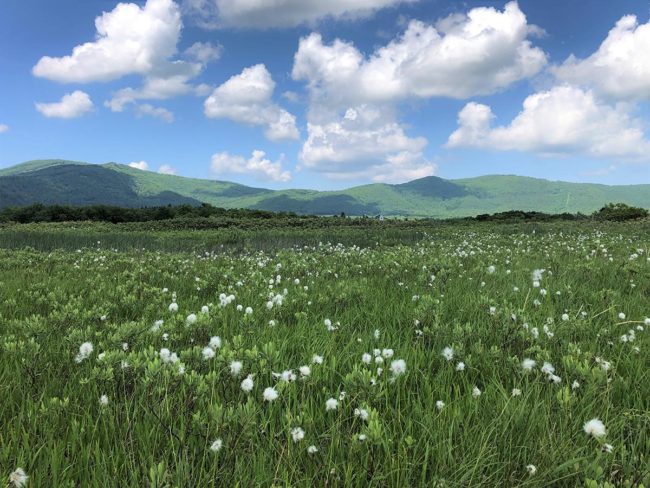 أفضل وقت لرؤية عشب القطن عند سفح جبل هاكودا أحد تقاليد المرتفعات الصيفية المبكرة