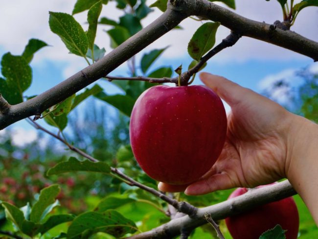 การเก็บแอปเปิ้ลดังกระหึ่มที่ Apple Hill ในอาโอโมริ โดยมีนักท่องเที่ยวจากที่ไกลๆ