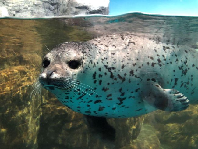 Aomori Seal "Hikari" déplacé de l'aquarium d'Asamushi à Izu