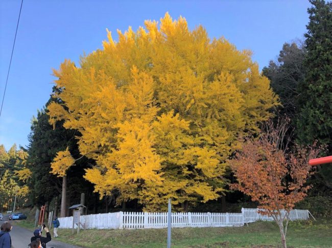 आओमोरी, 800 साल पुराना पवित्र पेड़ "मियाता नो जिन्कगो" शरद ऋतु के पत्तों को देखने के लिए