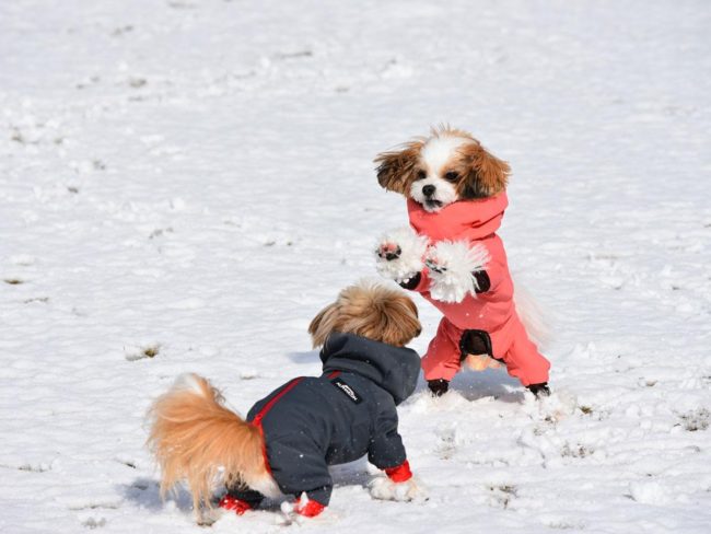 狗的照片敦促人們穿冬季輪胎，指出夏季輪胎的危險