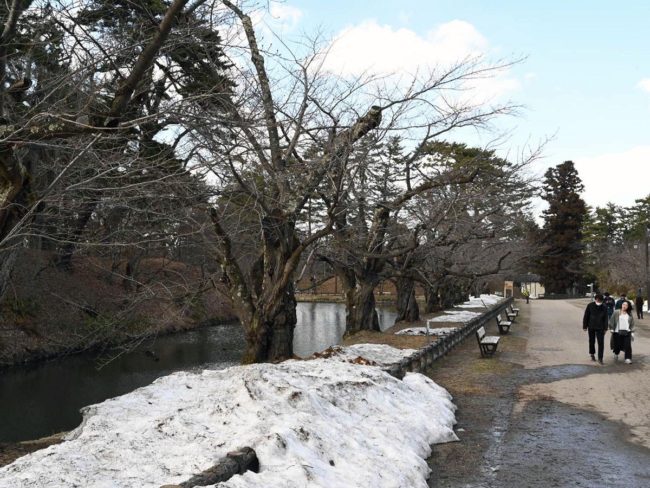 Parc d'Hirosaki, prévision de la floraison des cerisiers 8 jours plus tôt que d'habitude cette année